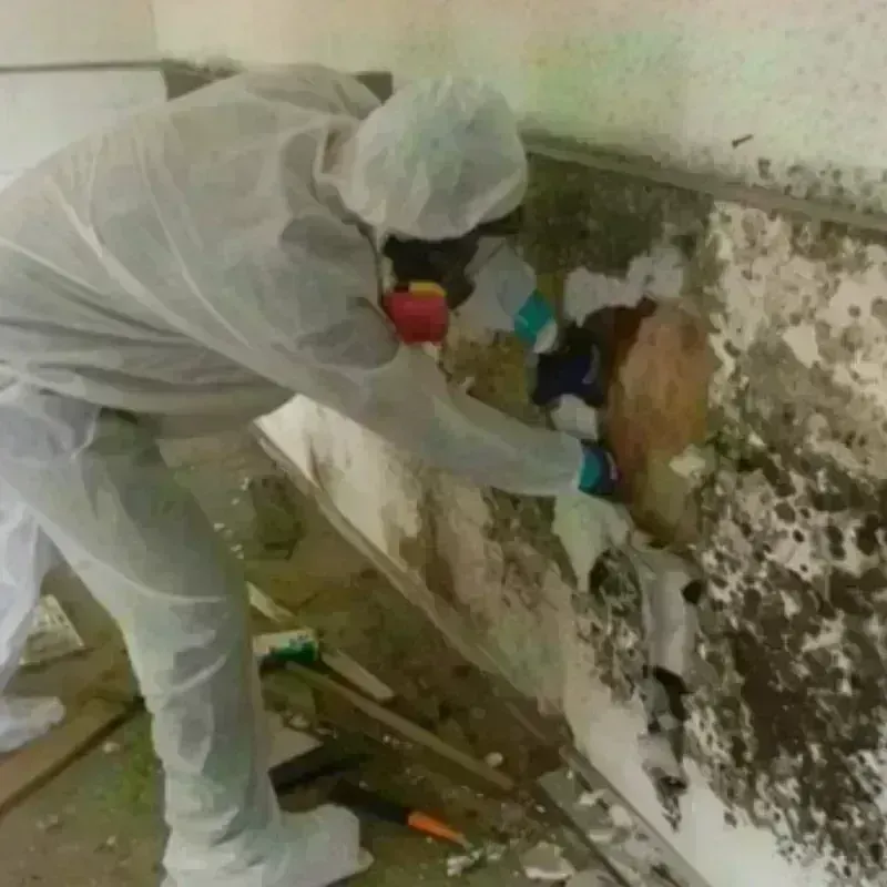 Mold Remediation and Removal in Carbon Cliff, IL